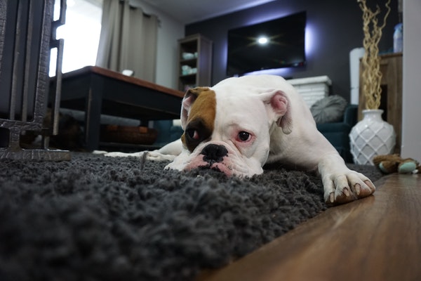 pet hair on wool rug